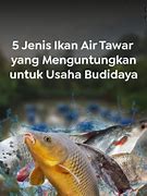 Apakah Ikan Tongkol Termasuk Air Tawar